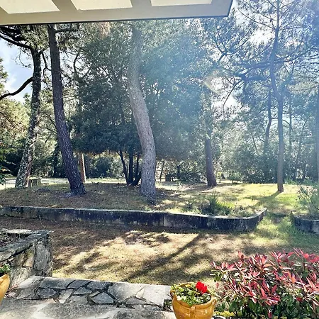 3 Ombragee Sous Pins, Proche Et Centre A La Palmyre - Fr-1-705-104