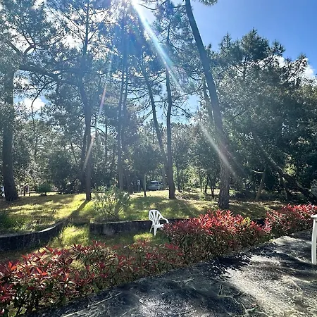 3 Ombragee Sous Pins, Proche Et Centre A La Palmyre - Fr-1-705-104